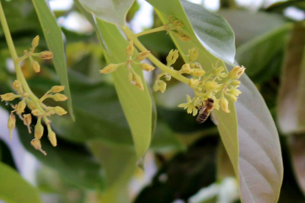  Biene bestäubt und befruchtet Avocado Blüte