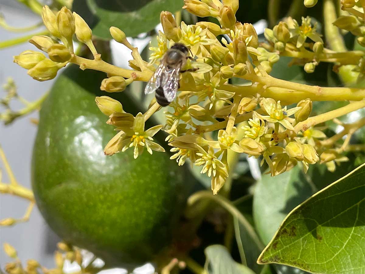 Avocado: von der Blüte bis zur Frucht