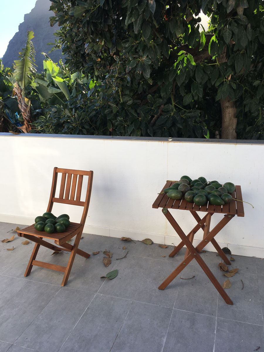 Avocados Ernte auf Teneriffa