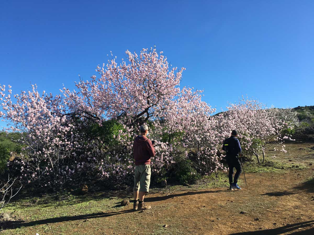Im März ist die beste Reisezeit auf Teneriffa um blühende Mandelbäume zu sehen