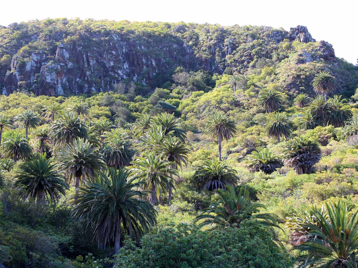 Tiefgrüner Wald mit vielen Palmen und einem felsigen Berg im Hintergrund.